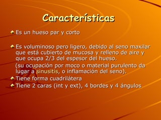 Características  Es un hueso par y corto Es voluminoso pero ligero, debido al seno maxilar que está cubierto de mucosa y relleno de aire y  que ocupa 2/3 del espesor del hueso. (su ocupación por moco o material purulento da lugar a  sinusitis , o inflamación del seno).  Tiene forma cuadrilátera  Tiene 2 caras (int y ext), 4 bordes y 4 ángulos 