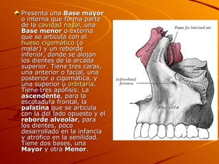 Presenta una  Base mayor  o interna que forma parte de la  cavidad nasal , una  Base menor  o externa que se articula con el  hueso cigomático  (o malar) y un reborde inferior, donde se alojan los dientes de la arcada superior. Tiene tres caras, una anterior o facial, una posterior o cigomática, y una superior u  orbitaria . Tiene tres apófisis: La  ascendente , para la escotadura frontal, la  palatina  que se articula con la del lado opuesto y el  reborde alveolar , para los dientes, poco desarrollado en la infancia y atrófico en la senilidad. Tiene dos bases, una  Mayor  y otra  Menor . 