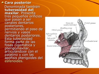 Cara posterior  Denominada también  tuberosidad del maxilar . Presenta tres pequeños orificios que pasan a ser canales dentarios posteriores, permitiendo el paso de nervios y vasos dentarios posteriores. Esta tuberosidad forma parte de las fosas cigomática y pterigomaxilar, articulándose con el palatino y con las apófisis pterigoides del  esfenoides . 