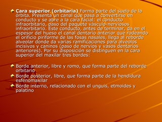 Cara superior (orbitaria)  Forma parte del suelo de la órbita. Presenta un canal que pasa a convertirse en conducto y se abre a la cara facial: el conducto infraorbitario, paso del paquete vásculo-nerviosos infraorbitario. Este conducto, antes de terminar, da en el espesor del hueso el canal dentario anterior que rodeando el orificio piriforme de las fosas nasales, llega al reborde alveolar donde da varias ramificaciones para alveolos incisivos y caninos (paso de nervios y vasos dentarios anteriores). Por su disposición se distinguen en la cara superior del maxilar tres bordes: Borde anterior, libre y romo, que forma parte del reborde orbitario  Borde posterior, libre, que forma parte de la hendidura esfenomaxilar  Borde interno, relacionado con el unguis, etmoides y palatino  
