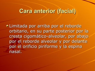 Cara anterior (facial) Limitada por arriba por el reborde orbitario, en su parte posterior por la cresta cigomático-alveolar, por abajo por el reborde alveolar y por delante por el orificio piriforme y la espina nasal. 