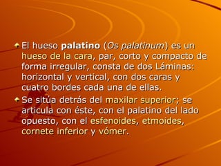 El hueso  palatino  ( Os palatinum ) es un  hueso de la cara , par, corto y compacto de forma irregular, consta de dos Láminas: horizontal y vertical, con dos caras y cuatro bordes cada una de ellas. Se sitúa detrás del  maxilar superior ; se articula con éste, con el palatino del lado opuesto, con el  esfenoides ,  etmoides ,  cornete inferior  y  vómer . 