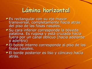 Lámina horizontal Es rectangular con su eje mayor transversal, completamente hacia atrás del piso de las fosas nasales. Su cara inferior corresponde la bóveda palatina. Es rugosa y está cruzada hacia fuera por un canal oblicuo (hacia adelante y adentro) El borde interno corresponde al piso de las fosas nasales.  El borde posterior es liso y cóncavo hacía atrás. 