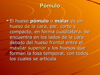 Pómulo El hueso  pómulo  o  malar  es un  hueso de la cara , par, corto y compacto, en forma cuadilátera. Se encuentra en los lados de la cara debajo del hueso  frontal  entre el  maxilar superior  y los huesos que forman la fosa temporal, con todos los cuales se articula 