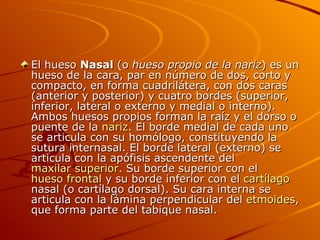 El hueso  Nasal  (o  hueso propio de la nariz ) es un hueso de la cara, par en número de dos, corto y compacto, en forma cuadrilátera, con dos caras (anterior y posterior) y cuatro bordes (superior, inferior, lateral o externo y medial o interno). Ambos huesos propios forman la raíz y el dorso o puente de la  nariz . El borde medial de cada uno se articula con su homólogo, constituyendo la sutura internasal. El borde lateral (externo) se articula con la apófisis ascendente del  maxilar superior . Su borde superior con el  hueso frontal  y su borde inferior con el  cartílago  nasal (o cartílago dorsal). Su cara interna se articula con la lámina perpendicular del  etmoides , que forma parte del tabique nasal. 