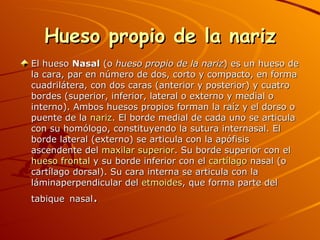 Hueso propio de la nariz El hueso  Nasal  (o  hueso propio de la nariz ) es un hueso de la cara, par en número de dos, corto y compacto, en forma cuadrilátera, con dos caras (anterior y posterior) y cuatro bordes (superior, inferior, lateral o externo y medial o interno). Ambos huesos propios forman la raíz y el dorso o puente de la  nariz . El borde medial de cada uno se articula con su homólogo, constituyendo la sutura internasal. El borde lateral (externo) se articula con la apófisis ascendente del  maxilar superior . Su borde superior con el  hueso frontal  y su borde inferior con el  cartílago  nasal (o cartílago dorsal). Su cara interna se articula con la láminaperpendicular del  etmoides , que forma parte del tabique   nasal . 