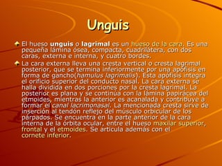 Unguis  El hueso  unguis  o  lagrimal  es un  hueso de la cara . Es una pequeña lámina ósea, compacta, cuadrilátera, con dos caras, externa e interna, y cuatro bordes. La cara externa lleva una cresta vertical o cresta lagrimal posterior, que se termina inferiormente por una apófisis en forma de gancho( hamulus lagrimalis ). Esta apófisis integra el orificio superior del conducto nasal. La cara externa se halla dividida en dos porciones por la cresta lagrimal. La posterior es plana y se continúa con la lámina papirácea del etmoides, mientras la anterior es acanalada y contribuye a formar el  canal lacrimonasal.  La mencionada cresta sirve de inserción al tendón reflejo del músculo orbicular de los párpados. Se encuentra en la parte anterior de la cara interna de la órbita ocular, entre el hueso  maxilar superior ,  frontal  y el  etmoides . Se articula además con el  cornete inferior . 