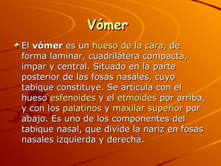 Vómer  El  vómer  es un  hueso de la cara , de forma laminar, cuadrilátera compacta, impar y central. Situado en la parte posterior de las fosas nasales, cuyo tabique constituye. Se articula con el hueso  esfenoides  y el  etmoides  por arriba, y con los  palatinos  y  maxilar superior  por abajo. Es uno de los componentes del tabique nasal, que divide la nariz en fosas nasales izquierda y derecha. 