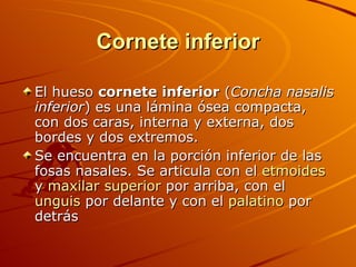 Cornete inferior El hueso  cornete inferior  ( Concha nasalis inferior ) es una lámina ósea compacta, con dos caras, interna y externa, dos bordes y dos extremos. Se encuentra en la porción inferior de las fosas nasales. Se articula con el  etmoides  y  maxilar superior  por arriba, con el  unguis  por delante y con el  palatino  por detrás 