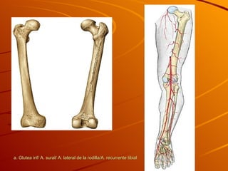 a. Glutea inf/ A. sural/ A. lateral de la rodilla/A. recurrente tibial 