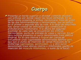 Cuerpo  Presenta un borde superior o alveolar (reborde alveolar), con orificios por donde nacen las raíces dentarias. En su parte media presenta la sínfisis mentoniana, línea de unión de las dos hemimandíbulas o hemiarcadas, que se osifica en el primer o segundo año de vida. A lo largo de esta línea hay varias crestas de osificación que constituyen la protuberancia mentoniana. A la altura del segundo premolar de cada lado se encuentran los orificios mentonianos, punto de entrada de vasos y nervios. En su cara externa presenta un surco denominado línea oblícua externa. En la cara interna o  lingual  del cuerpo se encuentran unas rugosidades denominadas apófisis  geni , que son el punto de inserción de varios músculos de la orofaringe ( geniogloso ,  genihioideo ...), y otro surco denominado línea oblícua interna o milohioidea (punto de inserción del  músculo  milohioideo , o suelo de la boca).  