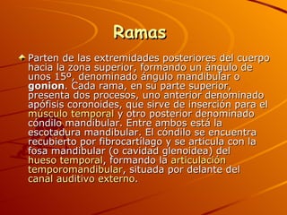 Ramas  Parten de las extremidades posteriores del cuerpo hacia la zona superior, formando un ángulo de unos 15º, denominado ángulo mandibular o  gonion . Cada rama, en su parte superior, presenta dos procesos, uno anterior denominado apófisis coronoides, que sirve de inserción para el  músculo temporal  y otro posterior denominado cóndilo mandibular. Entre ambos está la escotadura mandibular. El cóndilo se encuentra recubierto por fibrocartílago y se articula con la fosa mandibular (o cavidad glenoidea) del  hueso temporal , formando la  articulación  temporomandibular , situada por delante del  canal auditivo externo . 