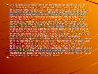 Los huesos del cráneo también presentan un número de senos (cavidades) y de agujeros (o aperturas). La cavidad nasal se encuentra rodeada por cuatro pares de senos (que se denominan, por tanto, senos paranasales). Dos se encuentran en el hueso maxilar, y se denominan senos maxilares. El hueso esfenoides forma dos senos paranasales denominados esfenoidales, y el hueso etmoides forma los dos senos paranasales denominados etmoidales. Además, los senos frontales están situados en el hueso frontal justo debajo del techo de cada órbita. El agujero magno o foramen mágnum es una gran apertura redondeada en la base del cráneo que admite la espina dorsal, mientras que en cada base del hueso temporal se encuentra el conducto auditivo externo, que realiza la función de canal auditivo. Justo encima de cada órbita, en el hueso frontal, hay un pequeño agujero denominado agujero supraorbitario, y justo debajo de cada órbita, en el hueso maxilar, hay un agujero infraorbitario. Dos aperturas más, una a cada lado del cráneo, pueden encontrarse en las apófisis frontales de los pómulos (huesos cigomáticos), y se denominan, por tanto, agujeros cigomaticofaciales. A cada lado de la mandíbula, debajo de los caninos inferiores, están los agujeros mentonianos. Estos agujeros faciales sirven para admitir los vasos sanguíneos y nervios a través del hueso.      