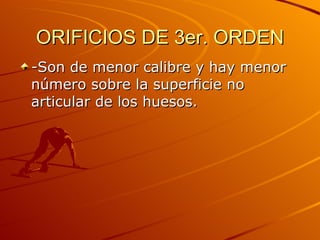 ORIFICIOS DE 3er. ORDEN -Son de menor calibre y hay menor número sobre la superficie no articular de los huesos. 