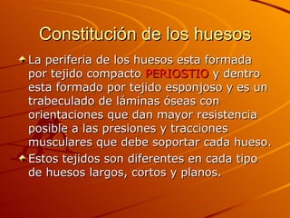 Constitución de los huesos La periferia de los huesos esta formada por tejido compacto  PERIOSTIO  y dentro esta formado por tejido esponjoso y es un trabeculado de láminas óseas con orientaciones que dan mayor resistencia posible a las presiones y tracciones musculares que debe soportar cada hueso. Estos tejidos son diferentes en cada tipo de huesos largos, cortos y planos. 