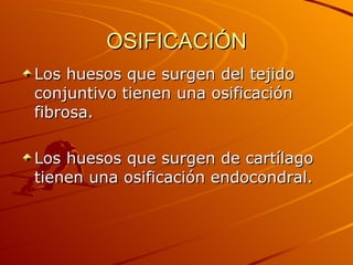 OSIFICACIÓN Los huesos que surgen del tejido conjuntivo tienen una osificación fibrosa. Los huesos que surgen de cartílago tienen una osificación endocondral.  
