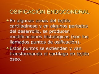 OSIFICACIÓN ENDOCONDRAL En algunas zonas del tejido cartilaginoso y en algunos periodos del desarrollo, se producen modificaciones histológicas (son los llamados puntos de osificación). Estos puntos se extienden y van transformando el cartílago en tejido óseo. 