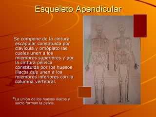 Esqueleto Apendicular Se compone de la cintura escapular constituida por clavícula y omóplato las cuales unen a los miembros superiores y por la cintura pélvica constituida por los huesos iliacos que unen a los miembros inferiores con la columna vertebral. * La unión de los huesos iliacos y sacro forman la pelvis. 
