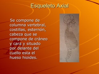 Esqueleto Axial Se compone de columna vertebral, costillas, esternón, cabeza que se compone de cráneo y cara y situado por delante del cuello esta el hueso hioides. 
