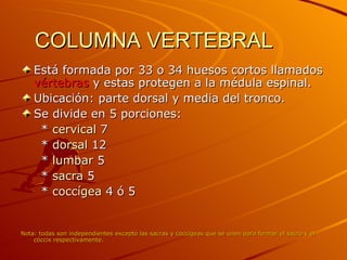 COLUMNA VERTEBRAL Está formada por 33 o 34 huesos cortos llamados  vértebras  y estas protegen a la médula espinal. Ubicación: parte dorsal y media del tronco. Se divide en 5 porciones: *  cervical   7 *  dorsal   12 *  lumbar  5 *  sacra   5 *  coccígea  4 ó 5  Nota: todas son independientes excepto las sacras y coccígeas que se unen para formar el sacro y el cóccix respectivamente. 