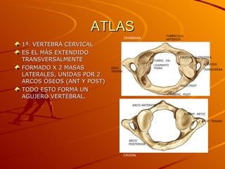 ATLAS 1ª. VERTEBRA CERVICAL ES EL MÁS EXTENDIDO TRANSVERSALMENTE  FORMADO X 2 MASAS LATERALES, UNIDAS POR 2 ARCOS ÓSEOS (ANT Y POST) TODO ESTO FORMA UN AGUJERO VERTEBRAL. CRANEANA CAUDAL TUBÉRCULO ANTERIOR CAVIDAD   GLENOIDEA APÓFISIS  TRANSVERSA AGUJ TRANSV ARCO POST TUBÉRC. POST TUBÉRC. DEL LIGAMENTO TRANS. SUPERF. ARTIC APOF. TRANSV ARCO ANTERIOR ARCO POSTERIOR 