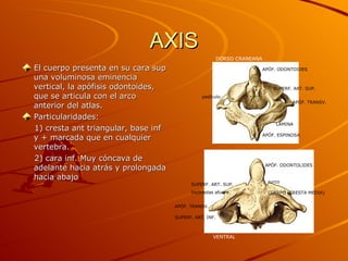 AXIS El cuerpo presenta en su cara sup una voluminosa eminencia vertical, la apófisis odontoides, que se articula con el arco anterior del atlas. Particularidades: 1) cresta ant triangular, base inf y + marcada que en cualquier vertebra. 2) cara inf. Muy cóncava de adelante hacia atrás y prolongada hacia abajo DORSO CRANEANA VENTRAL APÓF. ODONTOIDES SUPERF. ART. SUP. APÓF. TRANSV. LÁMINA APÓF. ESPINOSA CUERPO (CRESTA MEDIA) APÓF. ODONTOLIDES SUPERF. ART. INF. APÓF. TRANSV. SUPERF. ART. SUP. Inclinadas afuera. surco pedículo 