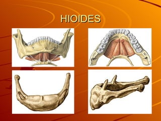 HIOIDES 