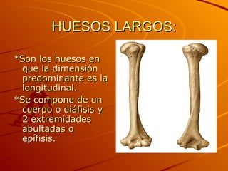HUESOS LARGOS: *Son los huesos en que la dimensión predominante es la longitudinal. *Se compone de un cuerpo o diáfisis y 2 extremidades abultadas o epífisis. 