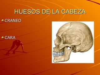 HUESOS DE LA CABEZA CRANEO CARA 