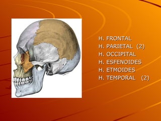 H. FRONTAL H. PARIETAL  (2) H. OCCIPITAL H. ESFENOIDES H. ETMOIDES H. TEMPORAL  (2) 