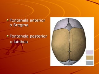 Fontanela anterior o Bregma Fontanela posterior  o lambda 