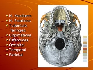 H. Maxilares H. Palatinos Tubérculo  faríngeo Cigomáticos Esfenoides Occipital Temporal Parietal 