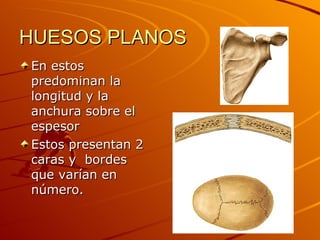HUESOS PLANOS En estos predominan la longitud y la anchura sobre el espesor Estos presentan 2 caras y  bordes que varían en número. 