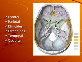 Frontal  Parietal Etmoides Esfenoides  Temporal  Occipital 