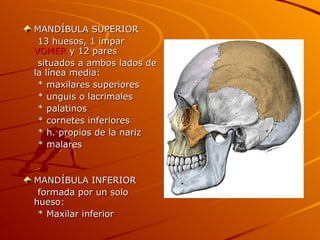 MANDÍBULA SUPERIOR  13 huesos, 1 impar  VOMER  y 12 pares situados a ambos lados de la línea media: * maxilares superiores * unguis o lacrimales * palatinos * cornetes inferiores * h. propios de la nariz * malares MANDÍBULA INFERIOR  formada por un solo hueso: * Maxilar inferior  