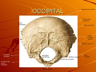 OCCIPITAL AGUJERO OCCIPITAL Lámina basilar Cresta occipital externa Línea nucal sup L ínea   nucal   inf Línea nucal suprema Escama del occipital Conducto condíleo Fosa condílea Conducto del nervio hipogloso Borde lambdoideo Apófisis yugular Cóndilo del occipital 