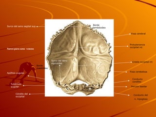 Protuberancia occipital int Cresta occipital int Fosa cerebelosa Fosa cerebral Porción basilar Conducto del n. hipogloso Conducto condíleo Tubérculo yugular Cóndilo del occipital Apófisis yugular Surco del seno sigmoideo Surco del seno sagital sup Borde lambdoideo Borde mastoideo Surco para seno  venoso 