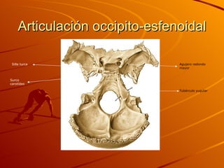 Articulación occipito-esfenoidal Silla turca Tubérculo yugular Agujero redondo mayor Surco carotídeo 