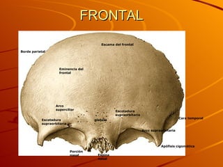 FRONTAL Escama del frontal Eminencia del frontal glabela Arco superciliar Escotadura supraorbitaria Escotadura supraorbitaria Espina nasal Porción nasal Borde parietal Apófisis cigomática Arco supraorbitaria Cara temporal 