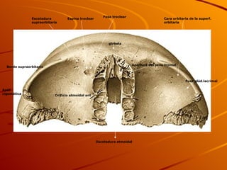 Escotadura etmoidal Orificio etmoidal ant Apertura del seno frontal Espina troclear Borde supraorbitario Cara orbitaria de la superf. orbitaria Fosa glád.lacrimal Escotadura supraorbitaria Fosa troclear glabela Apóf. cigomática 