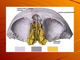 Lámina perpendicular Lámina hztl y orificios cribosos Laberinto etmoidal 