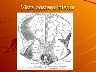 Vista postero-inferior 