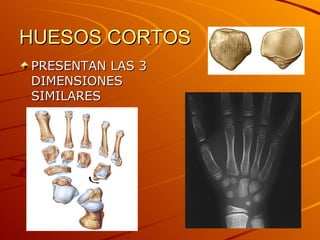 HUESOS CORTOS PRESENTAN LAS 3 DIMENSIONES  SIMILARES 