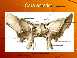 Cara anterior cuerpo Cresta esfenoidal Ala  Ala menor Cara orbital del esf Apertura del seno esfenoidal Apófisis pterigoides . Gancho ptrerigoideo Conducto pterigoideo Borde cigomático Ala mayor Agujero redondo mayor Espina del esfenoides Cara temporal del ala mayor 