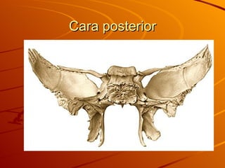 Cara posterior 