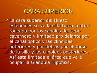 CARA SUPERIOR La cara superior del Hueso esfenoides se ve la silla turca central rodeada por los canales del seno cavernoso y limitado pro delante por el canal óptico y las clinoides anteriores y por detrás por el dorso de la silla y las clinoides posteriores. Así esta limitada el área que va a ocupar la Glándula Hipófisis.  