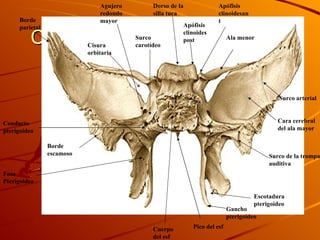 CARA POSTERO-SUPERIOR Fosa Pterigoidea Cuerpo del esf Pico del esf Dorso de la silla tuca Apófisis clinoides post Apófisis clinoidesant Cara cerebral del ala mayor Surco arterial Borde parietal Ala menor Agujero redondo mayor Surco carotídeo  Conducto pterigoideo Gancho pterigoideo Escotadura pterigoideo Surco de la trompa auditiva Borde escamoso Cisura orbitaria 