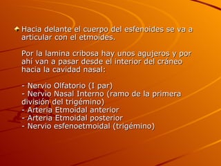 Hacia delante el cuerpo del esfenoides se va a articular con el etmoides. Por la lamina cribosa hay unos agujeros y por ahí van a pasar desde el interior del cráneo hacia la cavidad nasal: - Nervio Olfatorio (I par) - Nervio Nasal Interno (ramo de la primera  división del trigémino) - Arteria Etmoidal anterior - Arteria Etmoidal posterior - Nervio esfenoetmoidal (trigémino) 