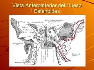 Vista Anteroinferior del Hueso Esfenoides 