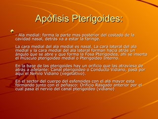 Apófisis Pterigoides: - Ala medial: forma la parte mas posterior del costado de la cavidad nasal, detrás va a estar la faringe. La cara medial del ala medial es nasal. La cara lateral del ala medial y la cara medial del ala lateral forman hacia atrás un ángulo que se abre y que forma la Fosa Pterigoidea, ahí se inserta el músculo pterigoideo medial o Pterigoideo Interno. En la base de las pterigoides hay un orificio que las atraviesa de atrás a adelante: Canal pterigoideo o Conducto Vidiano, pasa por aquí el Nervio Vidiano (vegetativo). En el sector del cuerpo del esfenoides con el ala mayor esta formando junto con el peñasco: Orificio Rasgado anterior por el cual pasa el nervio del canal pterigoideo (vidiano) 